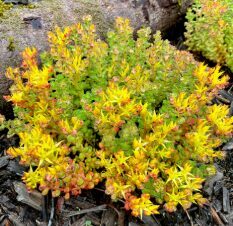 Laimiņš 'Oreganum'  (pieejams no jūnija)